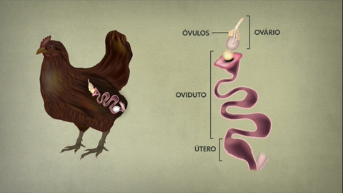 Ovo com duas gemas e duas claras: como isso acontece e pode ser consumido normalmente?